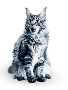 Maine Coon katt sitter ner med öppen mun.