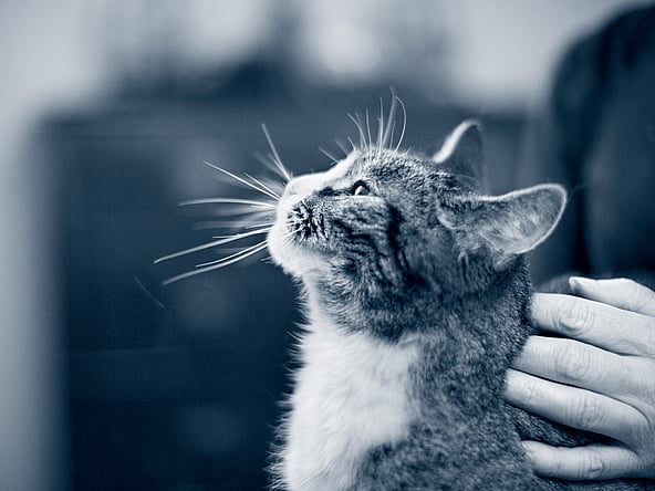 En äldre tvåfärgad katt klappas av en person och tittar uppåt. Katten har vit mage och mörkare färger i huvud och rygg. Bilden är i svartvitt.