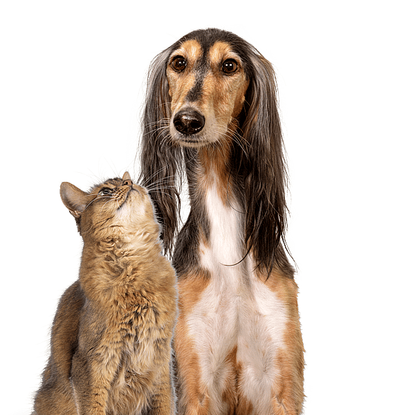 En hund och katt som tittar upp.