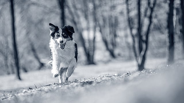 Två kvinnliga veterinärer håller i två valpar var och ler för kameran.