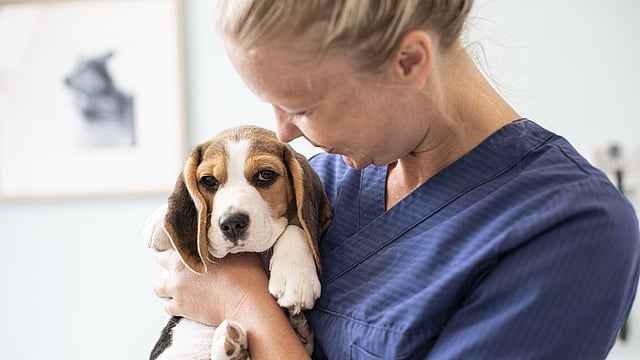 Veterinär håller om en beagle.