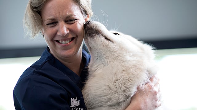Vit hund slickar på en kvinnlig veterinär. Veterinären kramar om hunden och ler.
