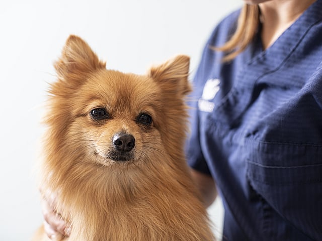 Ljusbrun, långhårig hund klappas av veterinär.