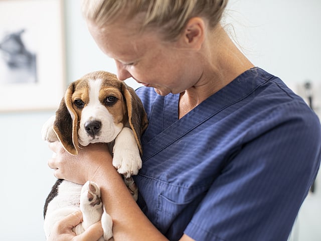 Veterinär håller om en beagle.