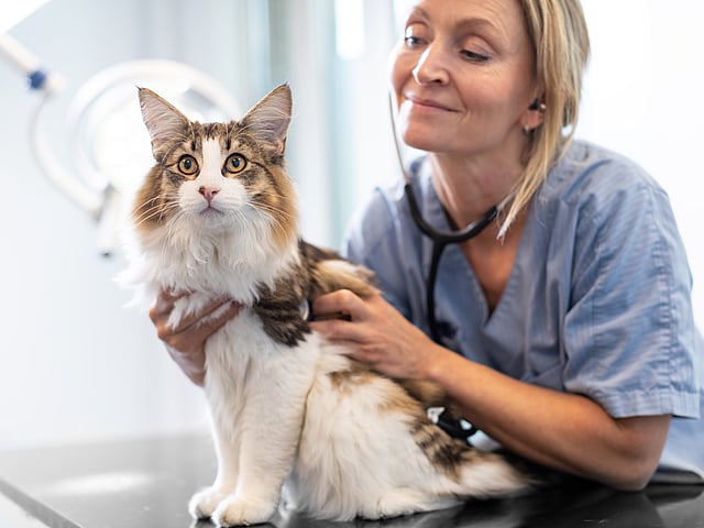 Kvinnlig, blonde veterinär undersöker en fluffig katt med stetoskop.