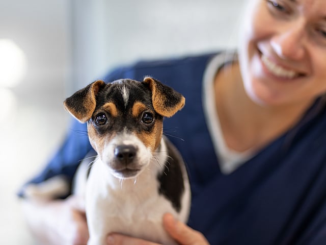 Veterinär håller i en liten hund som tittar in mot kameran.