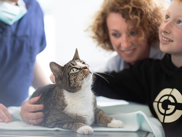 En familj som består av en kvinna med kort lockigt hår och en ung pojke med blåa ögon klappar på en katt. Katten ligger på ett undersökningsbord och bakom den står en veterinär iklädd blåa vårdkläder med AniCuras logga på. Katten är tvåfärgad - vit och grå med mörkare ränder och har gröna ögon.