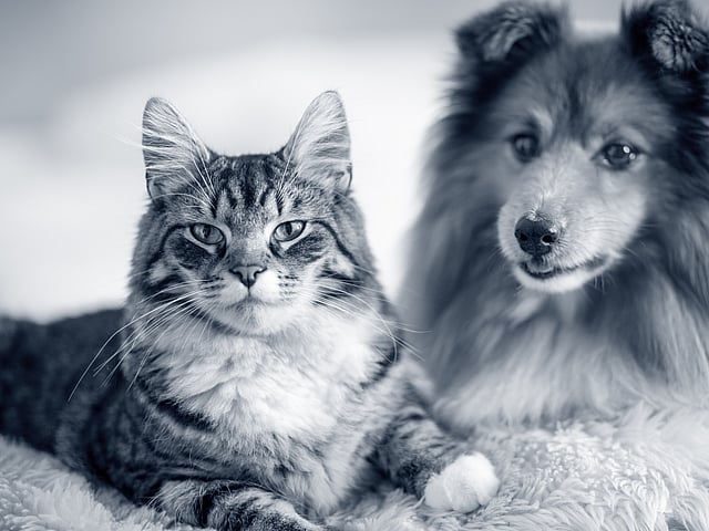 Hund och katt ligger ner och tittar mot kameran. Bilden är i svartvitt.