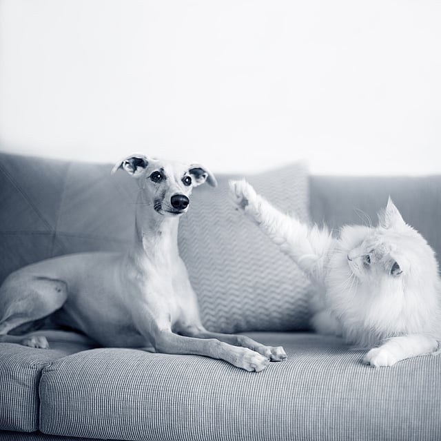 En vit, långhårig katt och en ljushårig hund ligger på en soffa. Hunden tittar mot kameran medan katten tittar på hunden. Katten har lyft sin tass och det ser ut som att den vill klappa hunden.