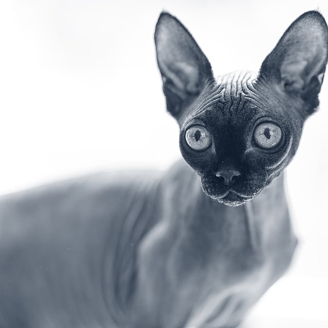 Sphynx kollar framåt.