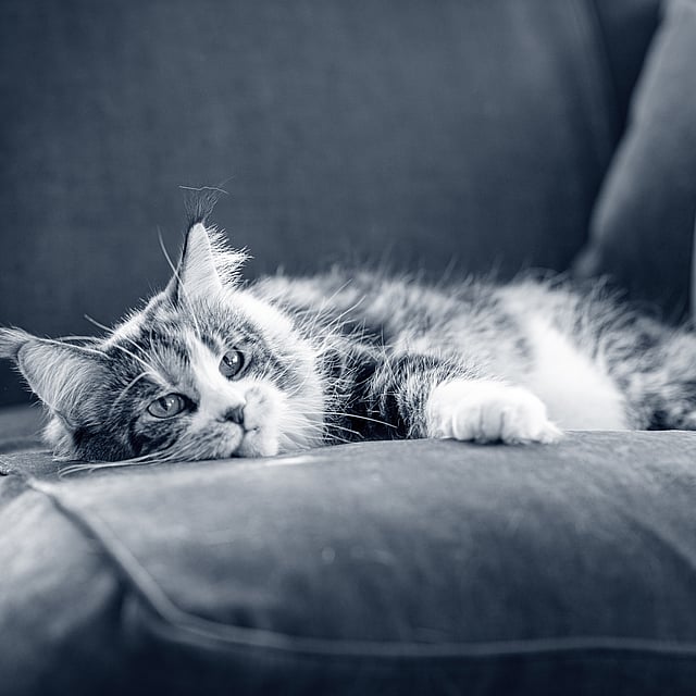En långhårig katt med stora öron ligger på soffan och vilar. Bilden är i svartvitt.
