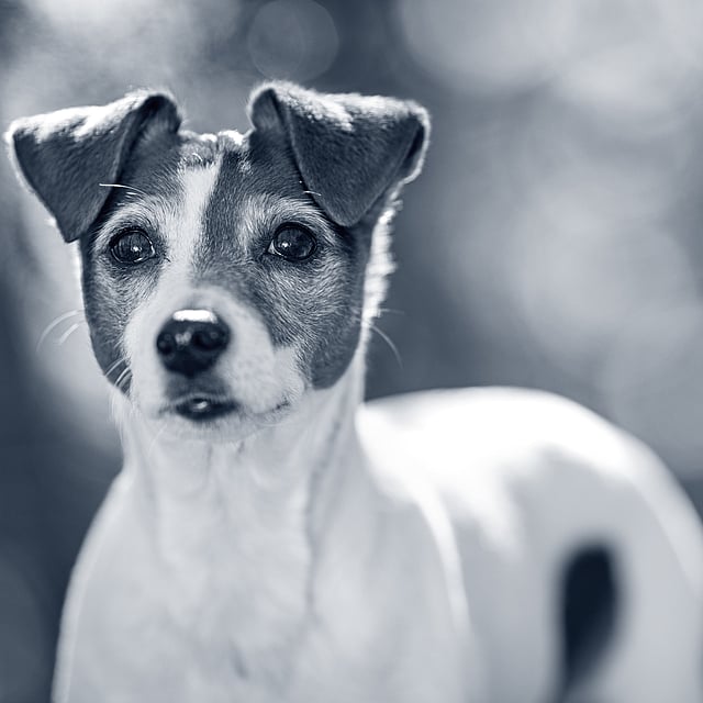 En Jack Russel hund i skogen.