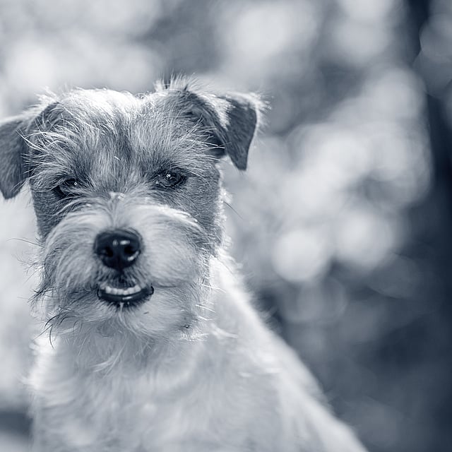 En liten och glad hund kollar mot kameran.