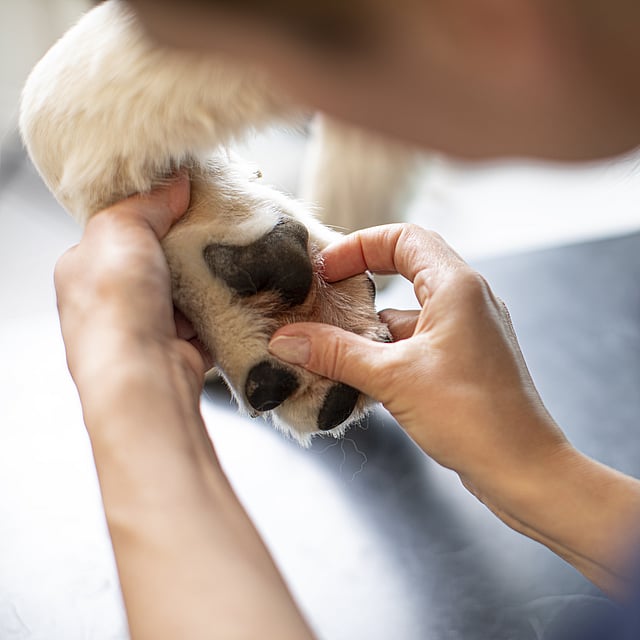 Veterinär undersöker en hunds tass.