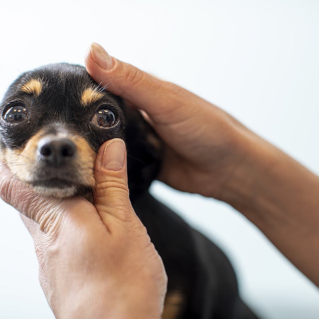 Händer som undersöker en liten, brunsvart chihuahuas ögon.