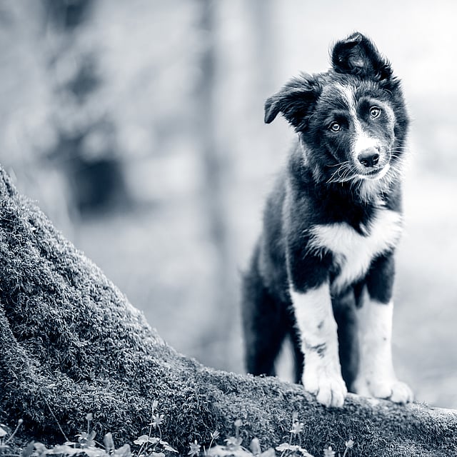 En hund som står på en stock.