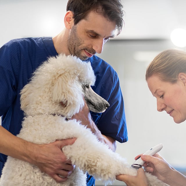 Två veterinärer hjälps åt för att ta blodprov på en vit pudel. En manlig veterinär håller i pudeln medan en kvinnlig veterinär håller i en vit maskin och tar blodprov på hunden.