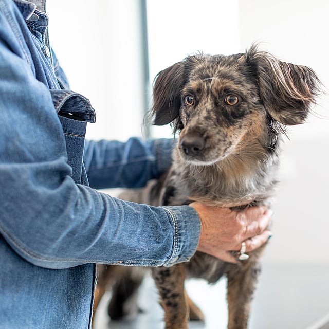 En person klappar på en hund som står och tittar bort.