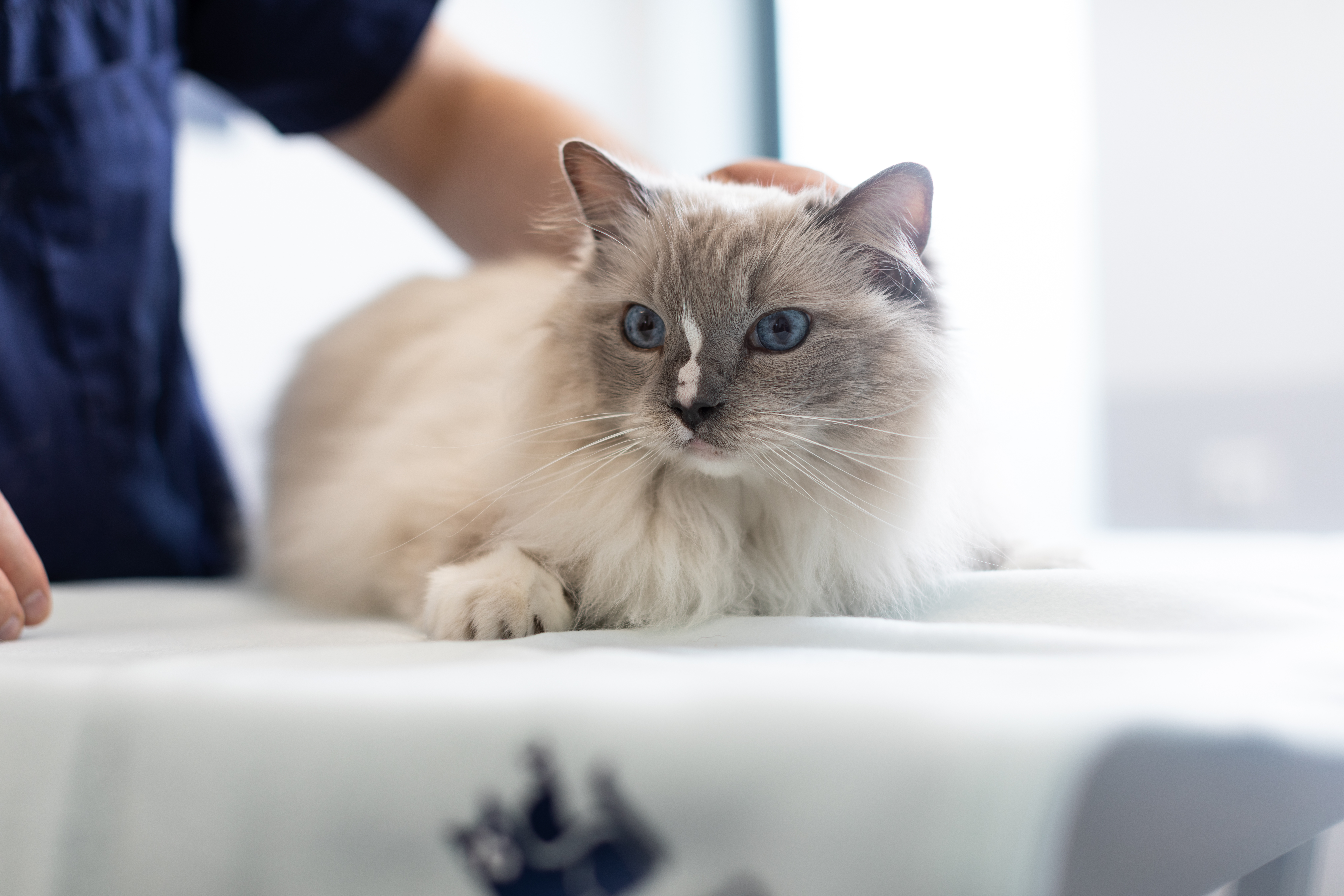 Vit katt med blåa ögon ligger ner och blir klappad.
