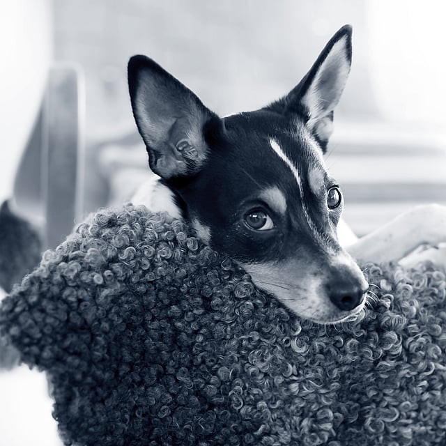 En hund hänger över en stolsrygg.