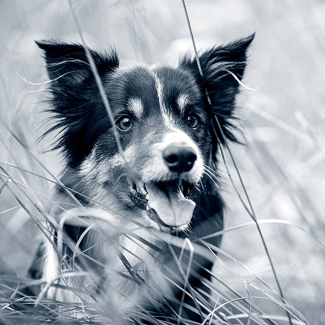 En hund i högt gräs.