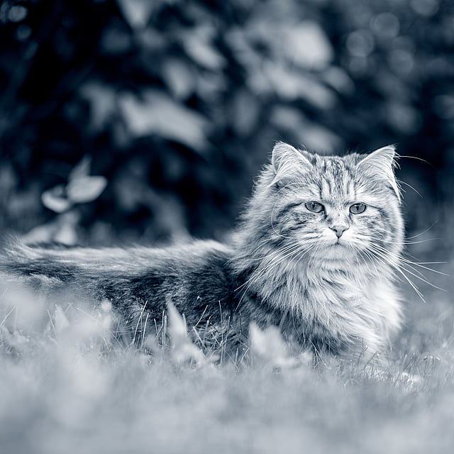 Fluffig katt ligger utomhus på gräset.