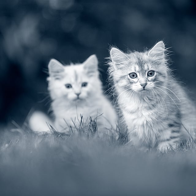 Två katter i gräset.