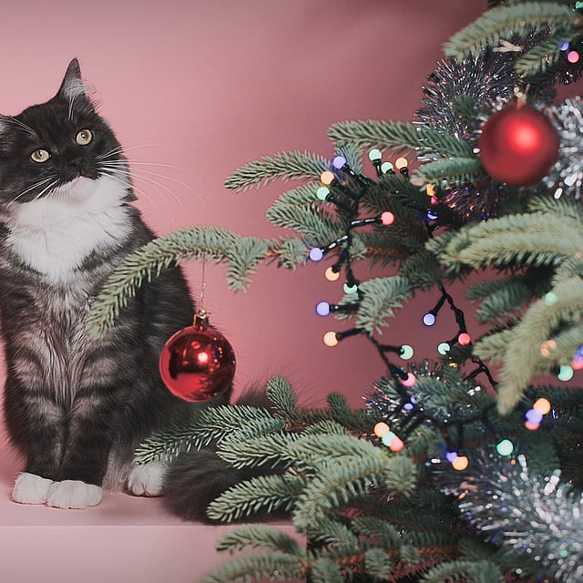 Katt vid en julgran.