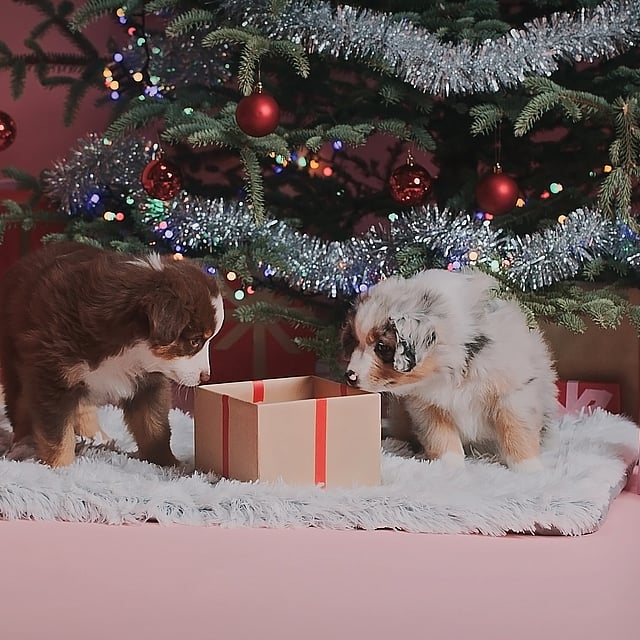 Två Australian Shepherd valpar sitter på en vit matta framför en julgran och tittar in i en julklapp.