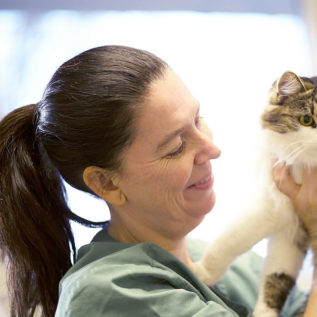 Kvinnlig veterinär med sitt bruna hår uppsatt i tofs håller upp en katt. Katten är brunvit med några mörkare ränder i den bruna delen av pälsen och har gröna ögon.