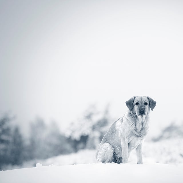 En ljushårig labrador retriever står ute i snön. Bilden är i svartvitt.