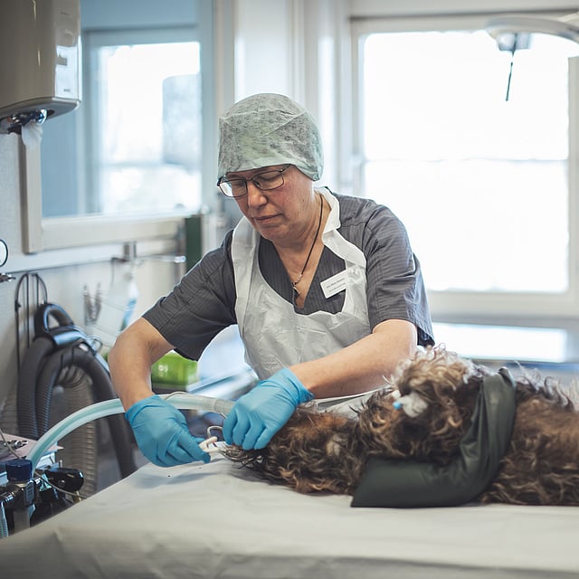 Veterinär söver ner en hund som ligger på rygg.