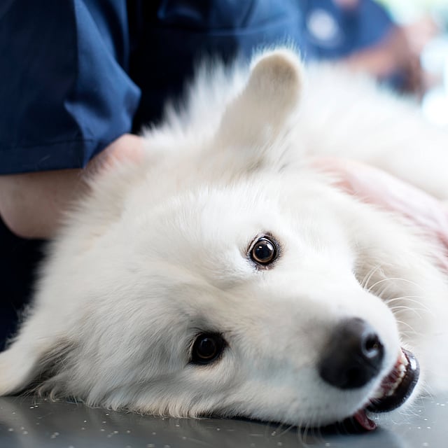 En vit finsk lapphund ligger på ett undersökningsbord och examineras.