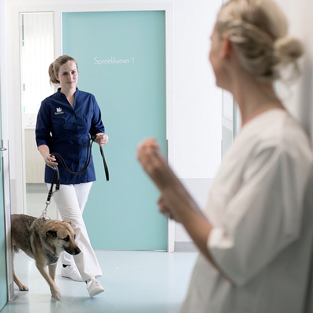 Kvinnlig veterinär går med en hund i koppel inomhus. De är påväg mot en annan kvinna som står med ryggen mot kameran.