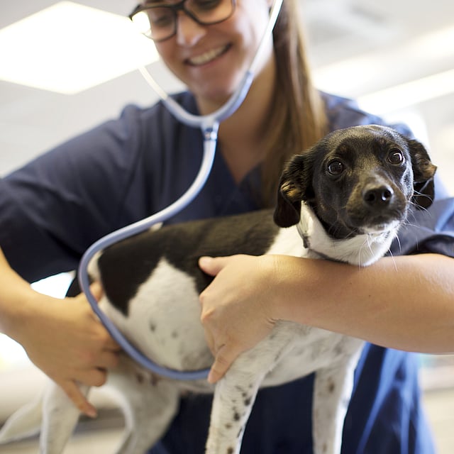 Kvinnlig veterinär med svarta glasögon undersöker en svartvit hund med stetoskop.