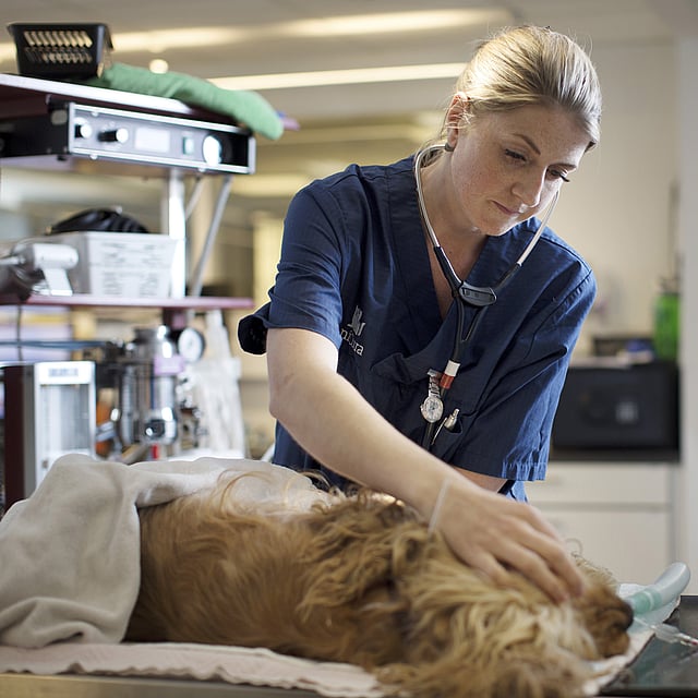 Blonde, kvinnlig veterinär undersöker en hund som ligger nedsövd på ett undersökningsbord. En annan veterinär skriver anteckningar i en anteckningsbok.