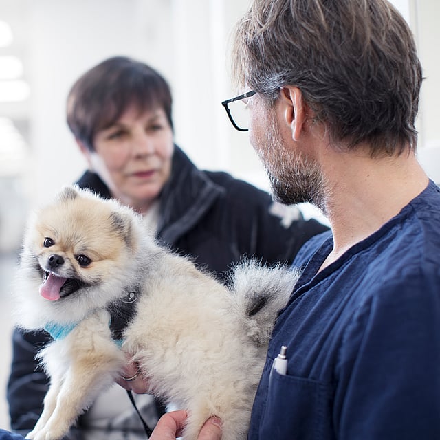 En manlig veterinär iklädd blåa vårdkläder och glasögon håller i en liten glad hund och pratar med en kvinna i svart jacka.