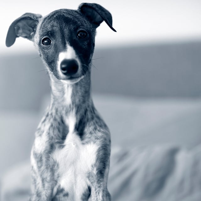 Whippet-valp sitter och tittar in i kameran.