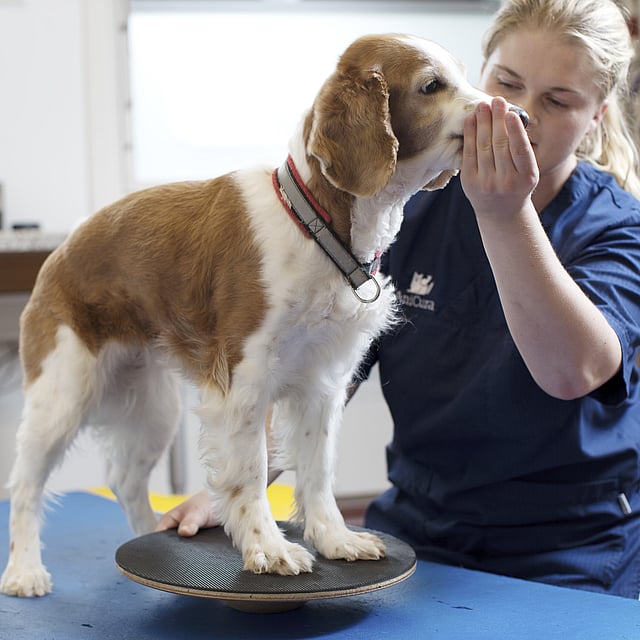 En person som rör vid en hunds nos.