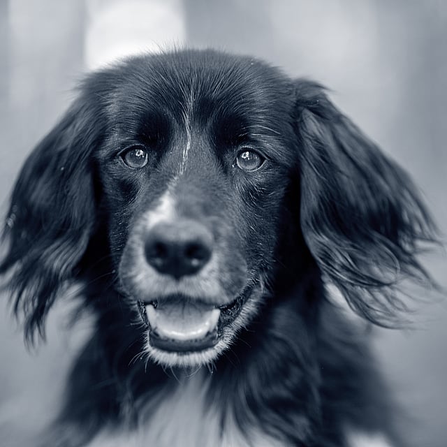 Närbild på en svart hund med långa öron. Hunden ser glad ut.