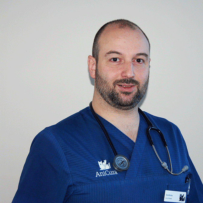 Foto av David, Legitimerad Veterinär, Chefsveterinär