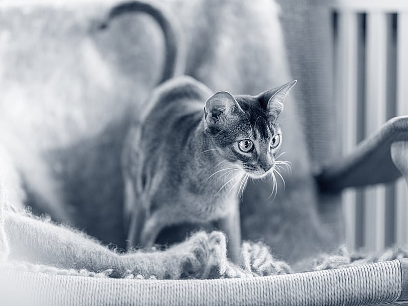 Katt står på en fåtölj och iakttar.