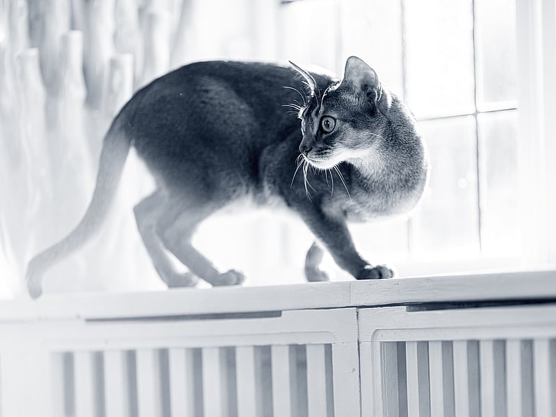 Katt balanserar på fönsterbrädan.