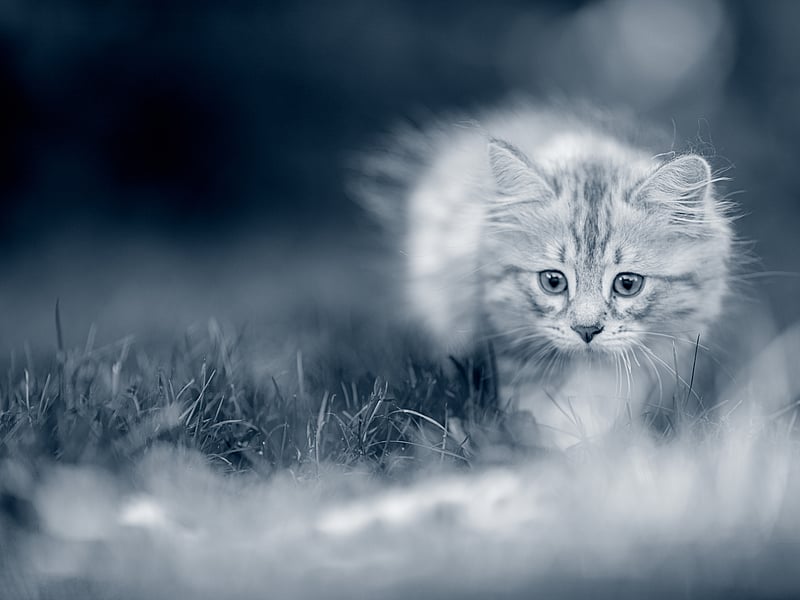 Kattunge smyger ute på gräset.