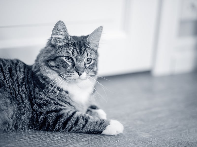 Katt ligger på golvet.