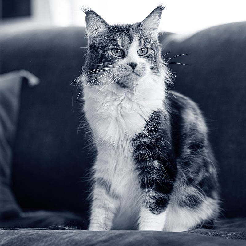 Foto av Jeanette Olsson, Djurvårdare nivå II