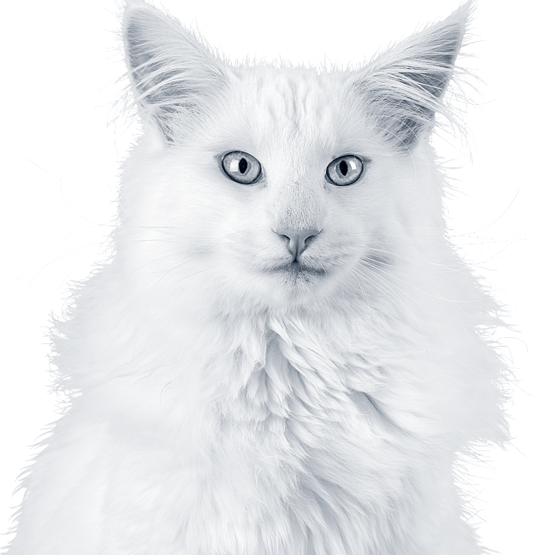 Foto av Jeanette Olsson, Djurvårdare nivå II