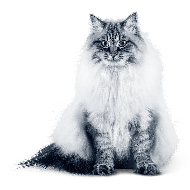 Foto av Molly Lavesson, Leg. Djursjukskötare