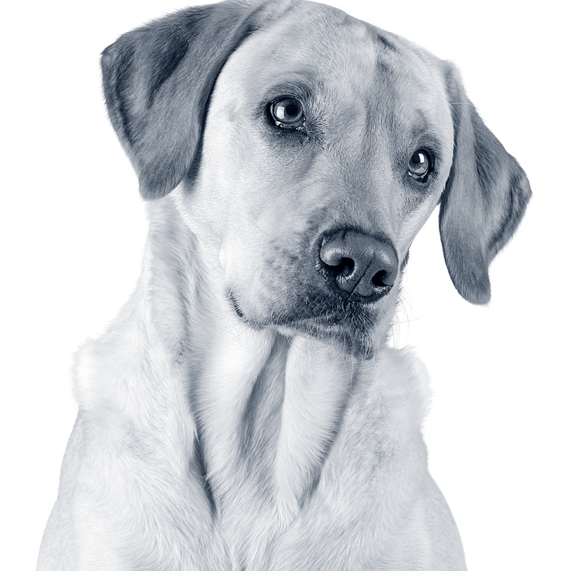 Foto av Mattias Edenklint Dahlman, Leg. Veterinär