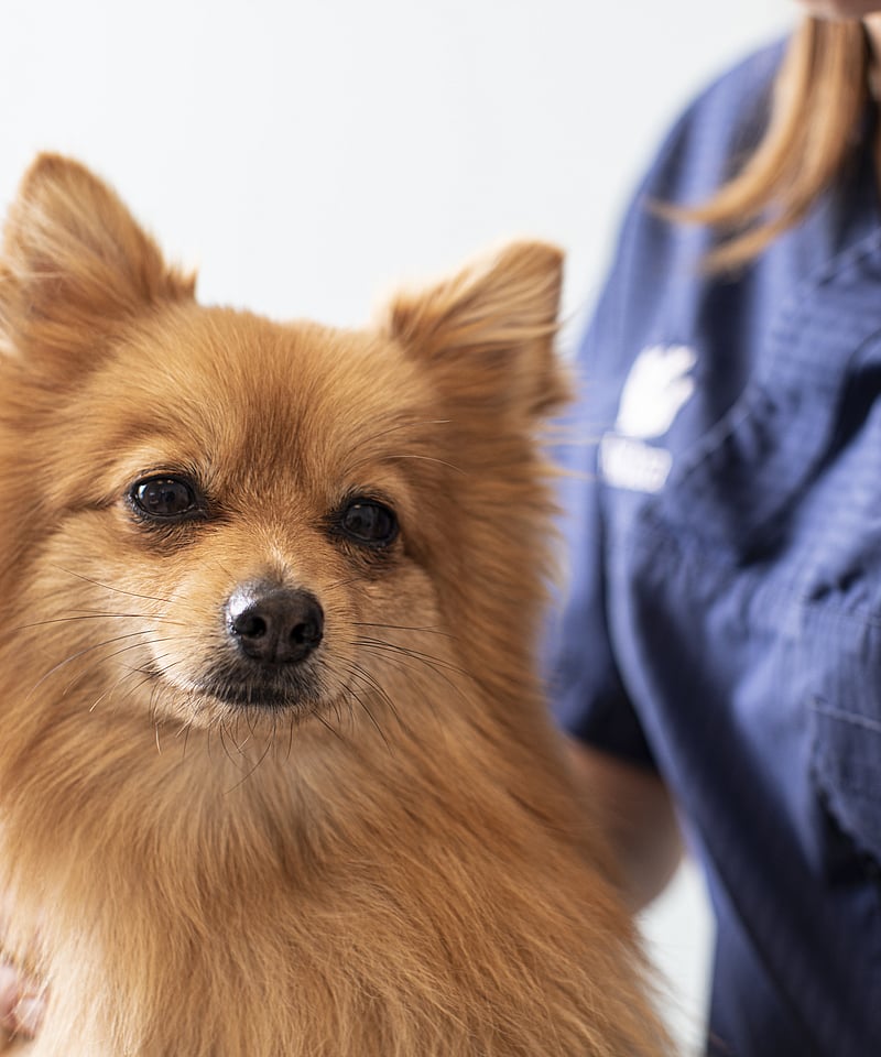 Ljusbrun, långhårig hund klappas av veterinär.